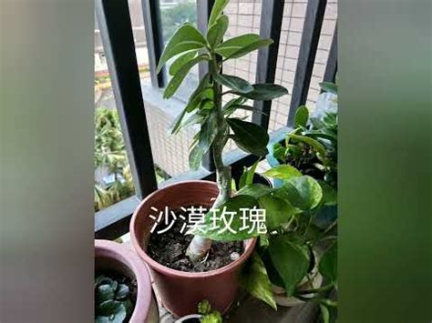 陽台西曬|【適合西曬陽台的植物】「解決西曬陽台煩惱！25 種適合西曬陽。